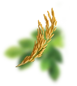 خوشه برنج